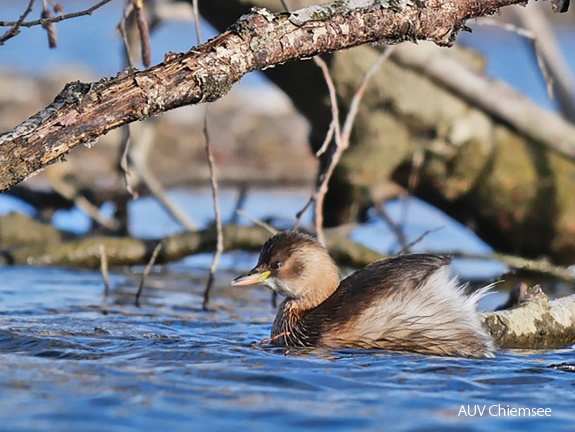 Monatsstartbild Februar Zwergtaucher