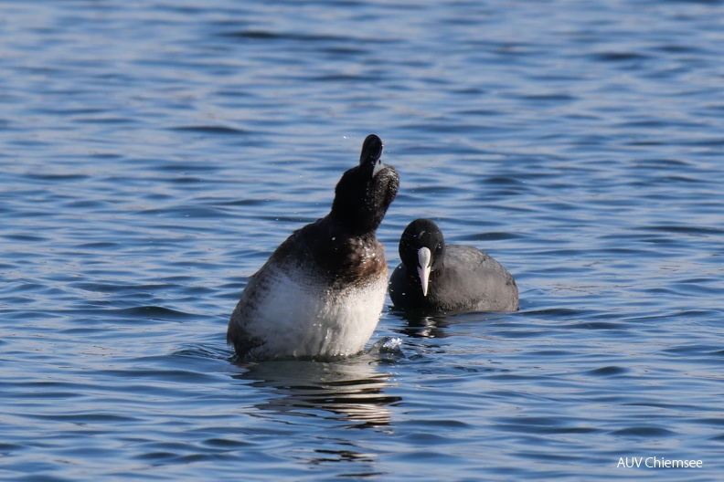 Bergente
Mit einem Klick! zur Fotogeschichte mit weiteren Bildern
Schafwaschener Bucht, Rimsting / 1.02.2023 / Foto: Johannes Almer
AktNatBeo-230201-ja-4_Bergente.jpg