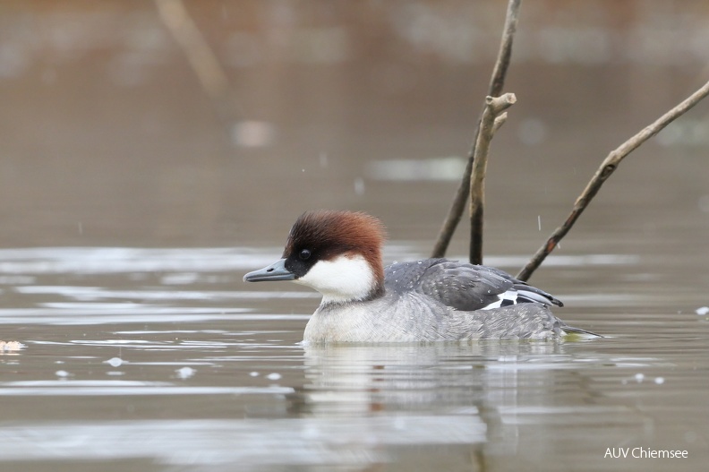 Zwergsäger
Mit einem Klick! zur Fotogeschichte mit weiteren Bildern
Schafwaschener Bucht, Rimsting / 1.02.2023 / Foto: Johannes Almer
AktNatBeo-230201-ja-7_Zwergsaeger.jpg