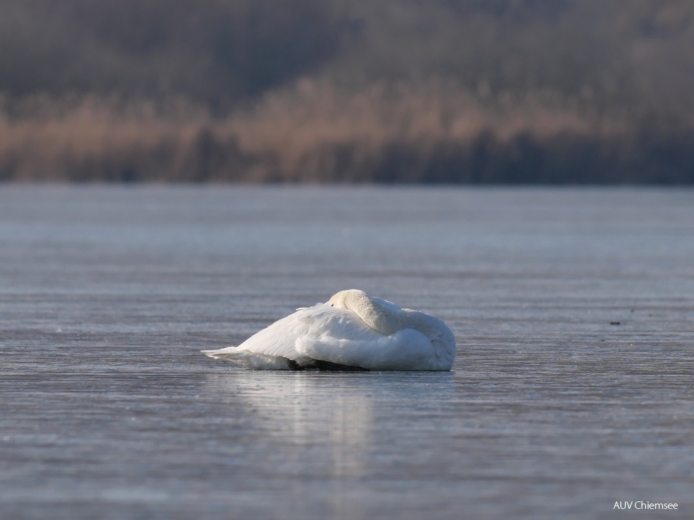 Höckerschwan auf dünnem Eis