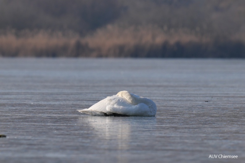 Höckerschwan auf dünnem Eis
Mit einem Klick! zur Fotogeschichte mit weiteren Bildern
Schafwaschener Bucht / 10.02.2023 / Foto: Johannes Almer
AktNatBeo-230210-ja-1_Hoeckerschwan.jpg