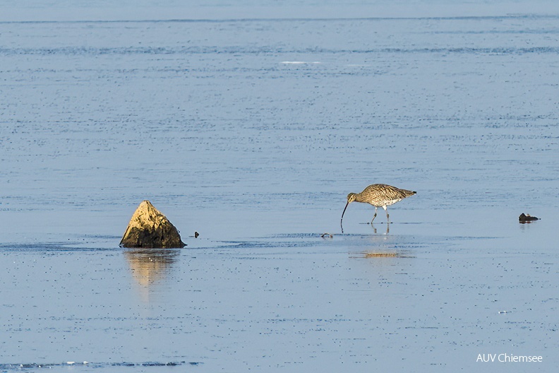 AktNatBeo-230210-ta-04-HB-grosser_Brachvogel-23-02-10.jpg