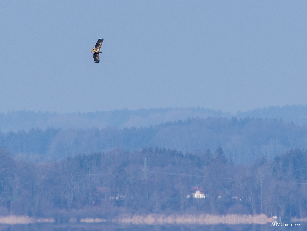 Seeadler