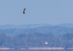 Seeadler