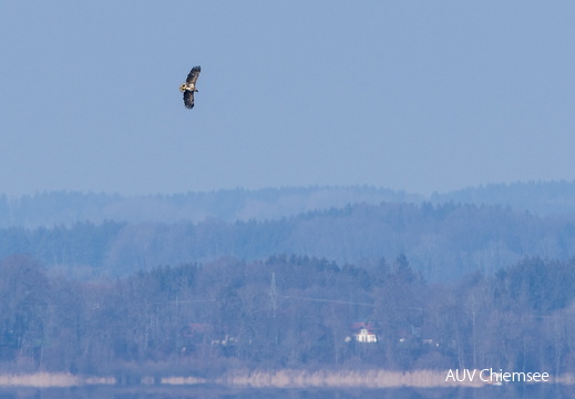 Seeadler
