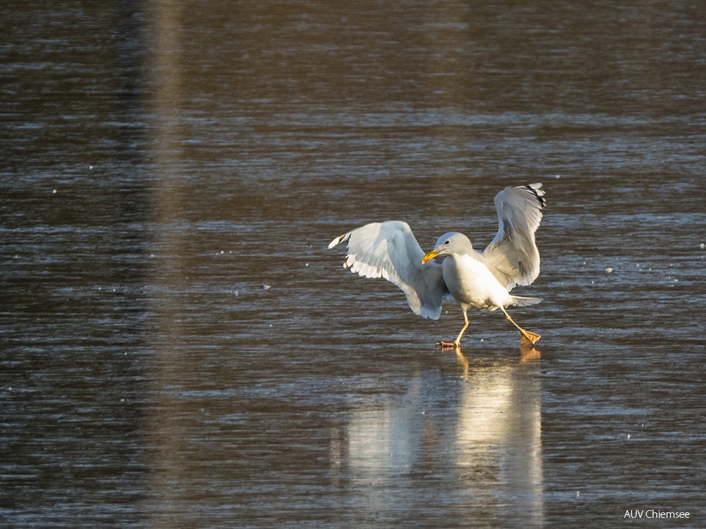 Möwe auf dem Eis