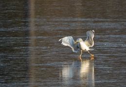 Möwe auf dem Eis