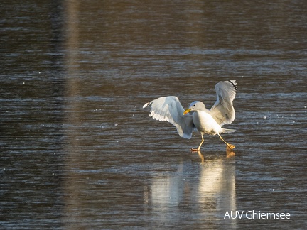 Möwe auf dem Eis