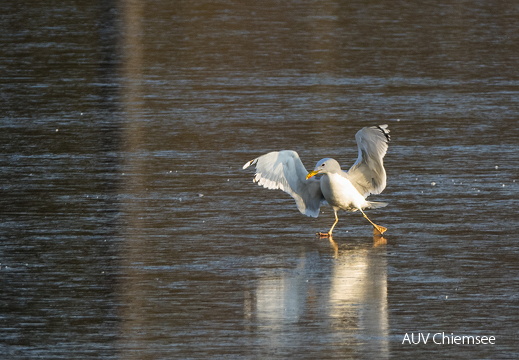 Möwe auf dem Eis