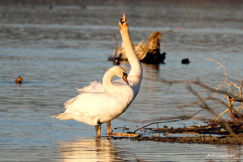 Höckerschwanenpaar beimPaarungstanz
Mit einem Klick! zur Fotogeschichte mit weiteren Bildern
Schafwaschener Bucht, Rimsting / 15.02.2023 / Foto: Karen Wise
AktNatBeo-230215-kw-Hoeckerschwanenpaar_Paarungstanz-15-_DSF7047.jpg