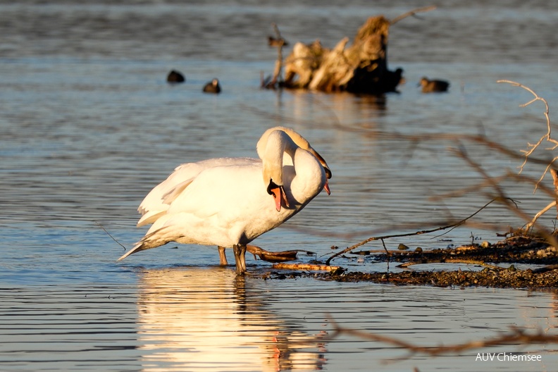 Höckerschwanenpaar beimPaarungstanz
Mit einem Klick! zur Fotogeschichte mit weiteren Bildern
Schafwaschener Bucht, Rimsting / 15.02.2023 / Foto: Karen Wise
AktNatBeo-230215-kw-Hoeckerschwanenpaar_Paarungstanz-18-_DSF7046.jpg
