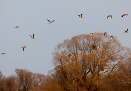 Große Brachvögel 