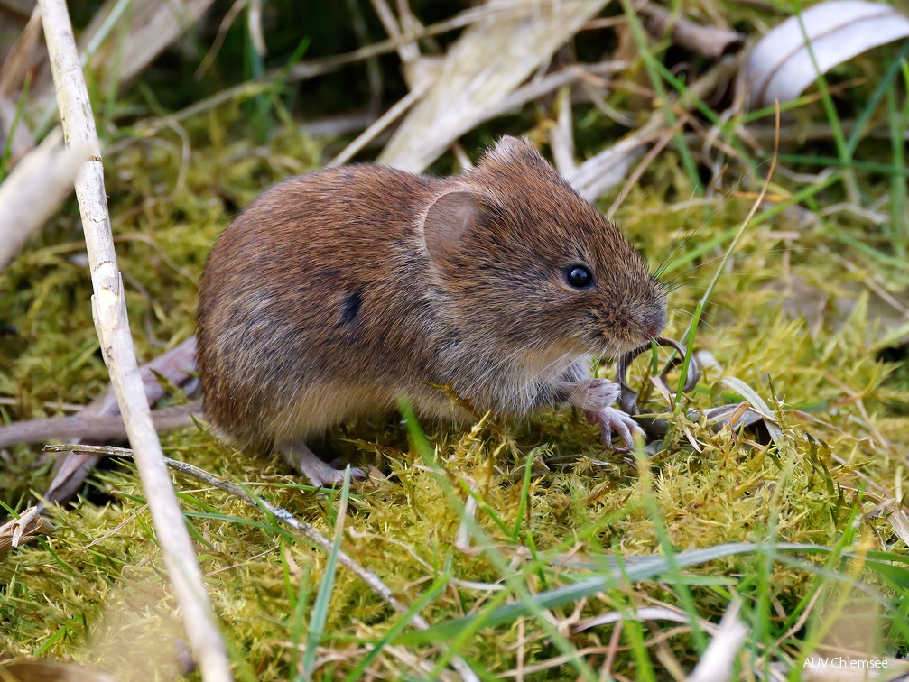 Rötelmaus (Myodes glareolus)