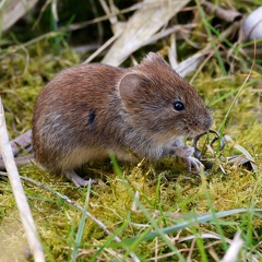 Rötelmaus (Myodes glareolus)