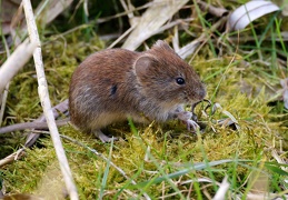 Rötelmaus (Myodes glareolus)