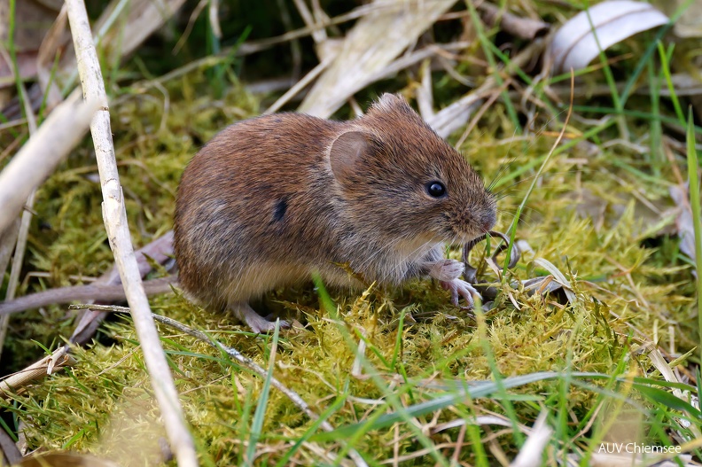 AktNatBeo-230307-hw-10 Roetelmaus (Myodes glareolus) Hirschauer Bucht 03.2023_Y5A6050.jpg