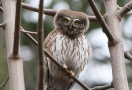 Sperlingskauz - Portrait