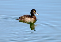 Reiherente Weibchen