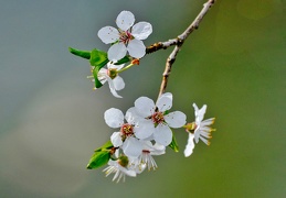 Kirschpflaume