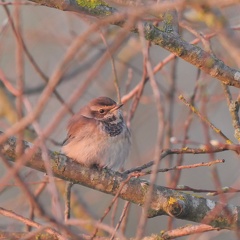 Blaukehlchen - Weibchen