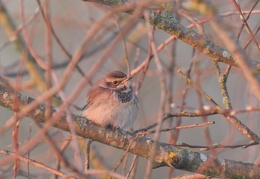 Blaukehlchen - Weibchen