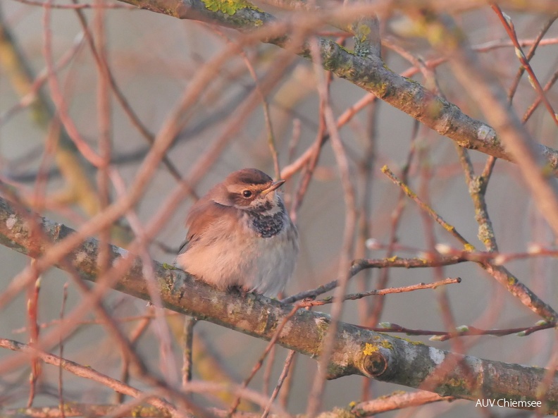Blaukehlchen - Weibchen
Mit einem Klick! zur Fotogeschichte mit weiteren Bildern
Schafwaschener Bucht / 6.04.2023 / Foto: Johannes Almer
AktNatBeo-230406-ja-3x-Blaukehlchen_Weibchen-IMG_20230406.jpg