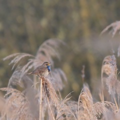 Blaukehlchen - Männchen