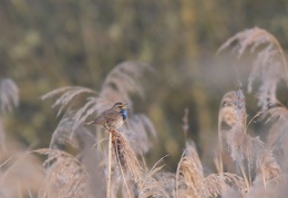 Blaukehlchen - Männchen