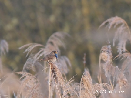 Blaukehlchen - Männchen