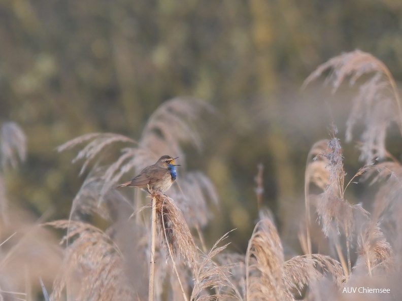 Blaukehlchen - Männchen