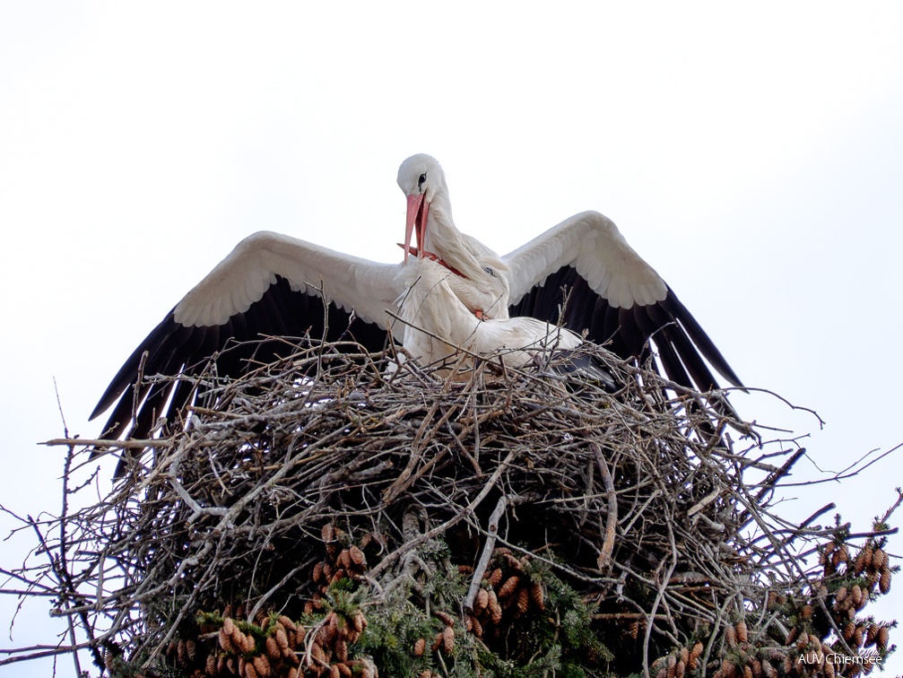 Storchenpaar im Nest