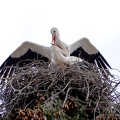 Storchenpaar im Nest