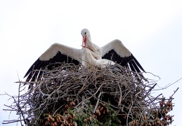 Storchenpaar im Nest