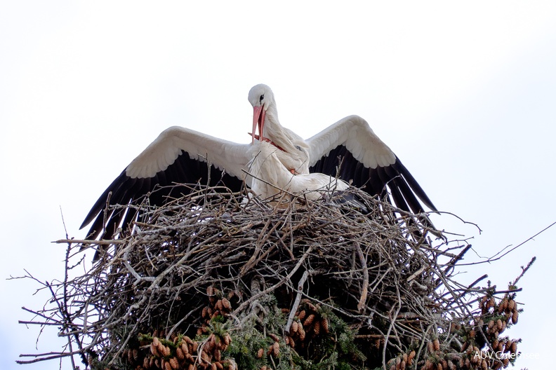 AktNatBeo-23_04_13-kw-Storchenpaar mit Nest-DSF8530.jpg