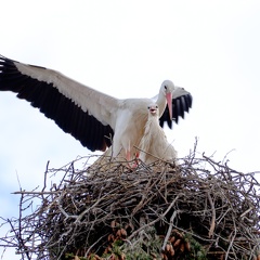 Storchenpaar mit Nest