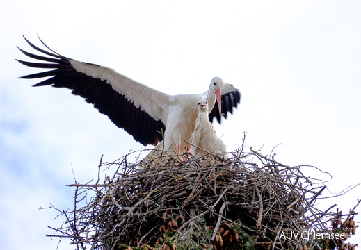 Storchenpaar mit Nest