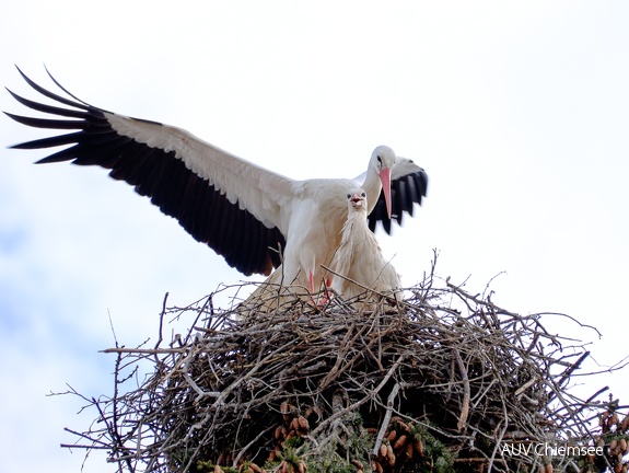 Storchenpaar mit Nest