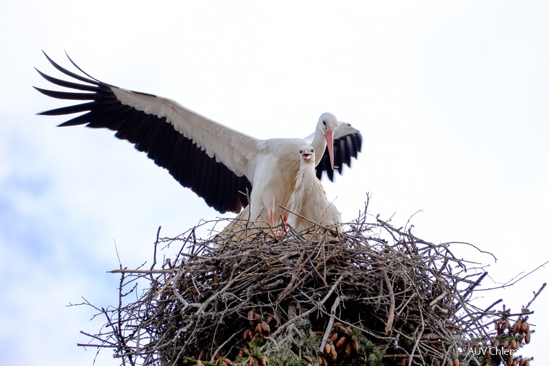 AktNatBeo-23_04_13-kw-Storchenpaar mit Nest-DSF8523.jpg