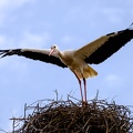 Storch mit Nest