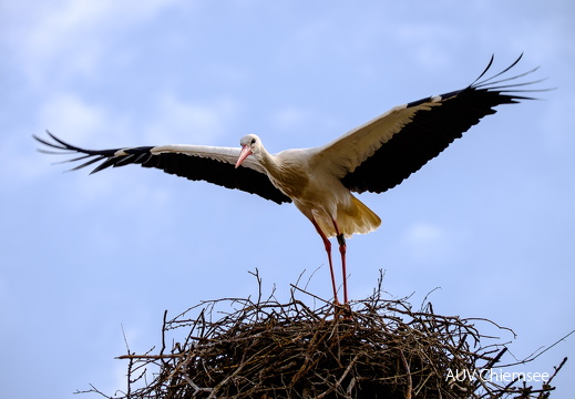 Storch mit Nest