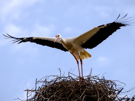 Storch mit Nest