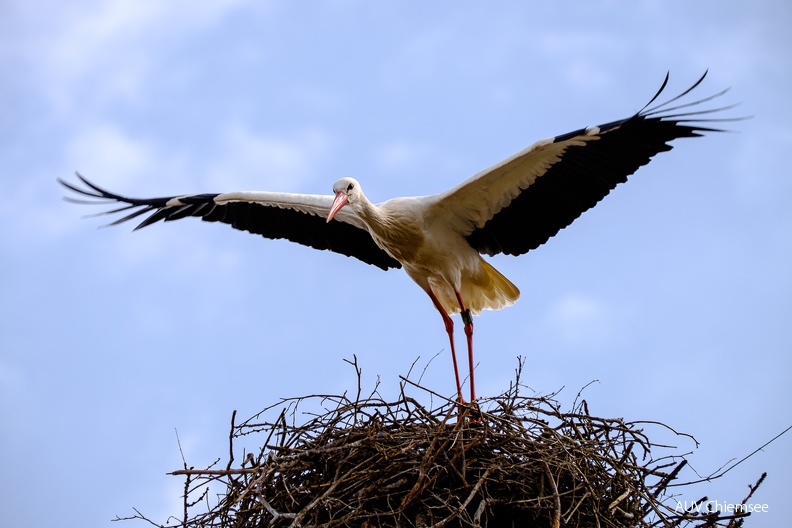 Storch
Mit einem Klick! zur Fotogeschichte mit weiteren Bildern
Am Priener Kurpark / 13.04.2023 / Foto: Karen Wise
AktNatBeo-23_04_13-kw-Storchenpaar mit Nest-DSF8607.jpg