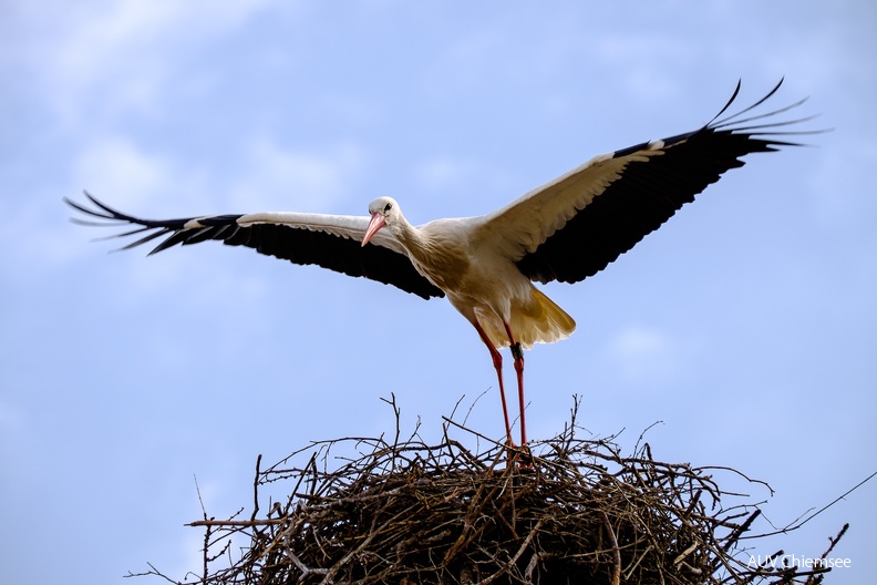 AktNatBeo-23_04_13-kw-Storchenpaar mit Nest-DSF8607.jpg