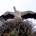 Storchenpaar mit Nest