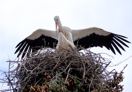 Storchenpaar mit Nest