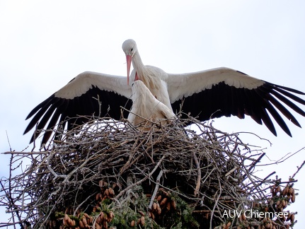 Storchenpaar mit Nest