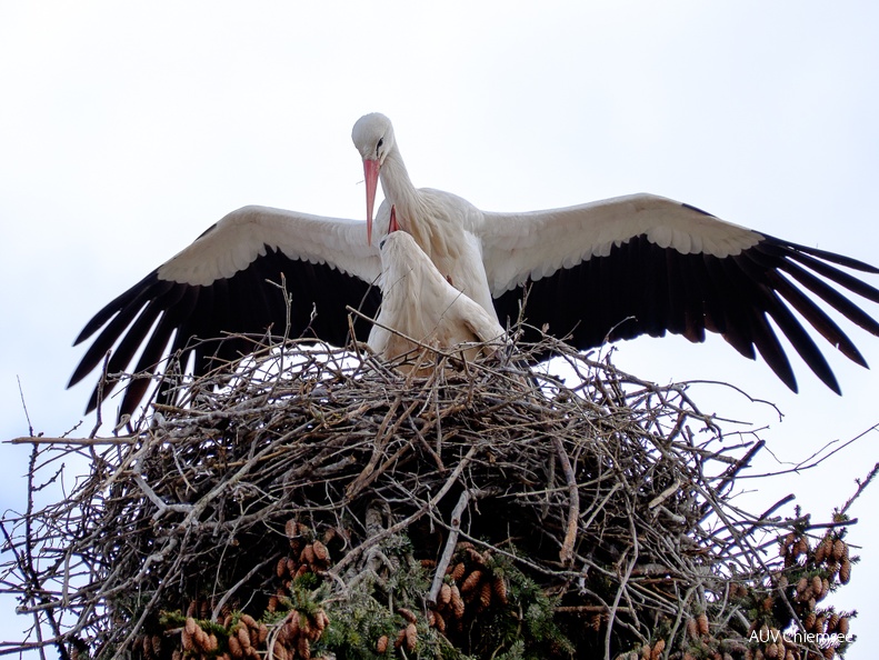 Storchenpaar mit Nest