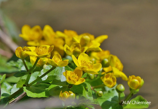 Sumpfdotterblume
