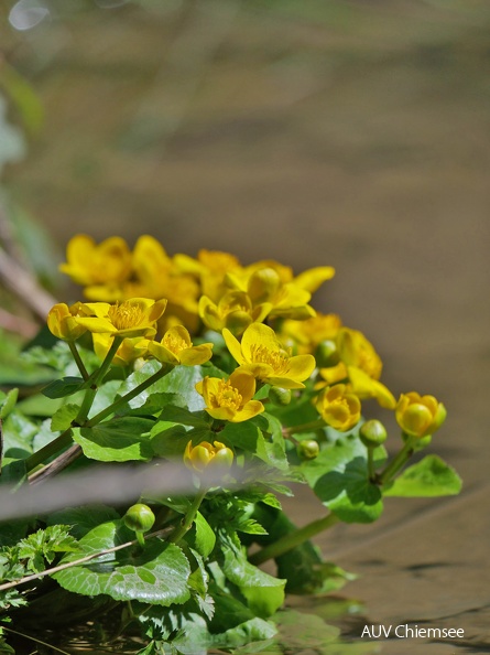 AktNatBeo-230422-ja-1_Sumpfdotterblume.jpg