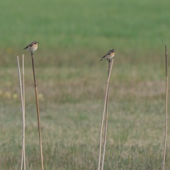 Braunkehlchen